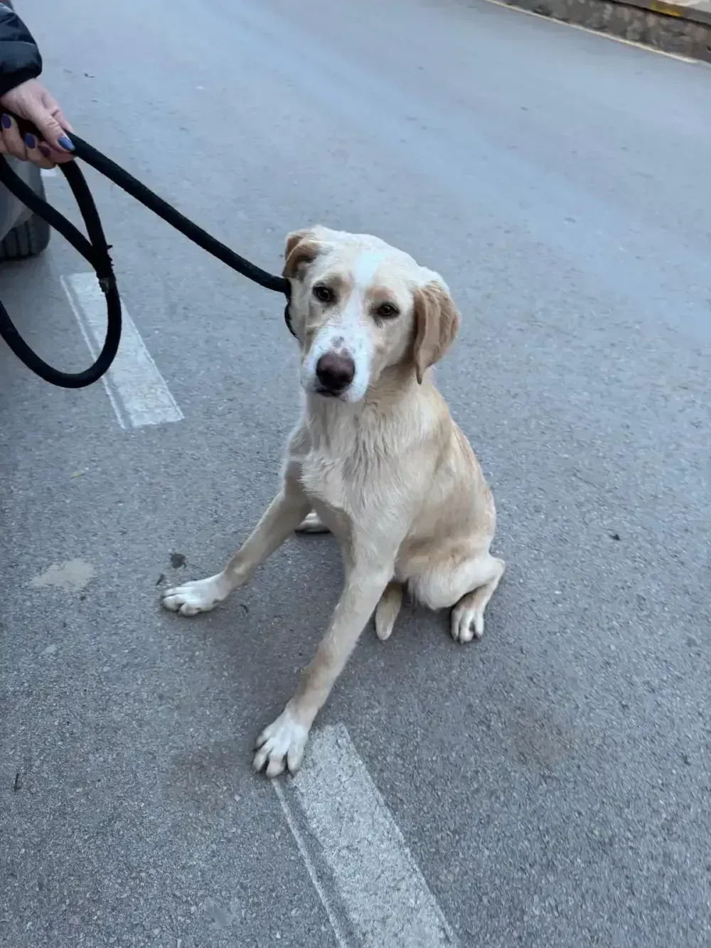 Foto de Perros