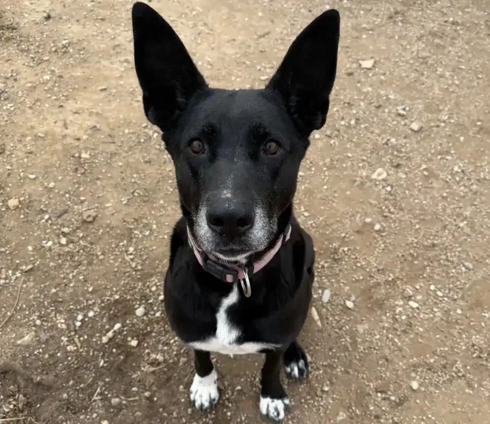 Foto de Perros